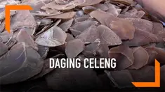 Polisi Bakauheni menggagalkan upaya penyelundupan 1,2 ton daging babi hutan yang dibawa dari Medan menuju Jakarta. Selain daging celeng, ditemukan juga ratusan lembar kulit ular dan puluhan kilogram sisik trenggiling.