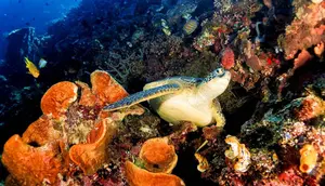 Top 3 Berita Hari Ini: Kata Kemenpar soal Turis China Diduga Berburu Penyu di Raja Ampat