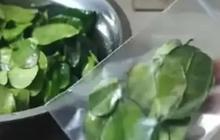 Cara Menyimpan Daun Jeruk Agar Tetap Segar dan Tahan Hingga 3 Bulan