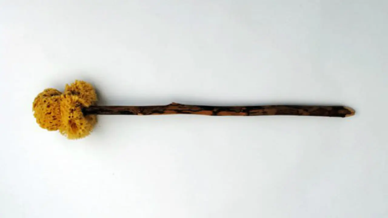 Xylospongium