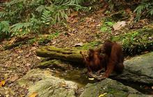 Kolaborasi Konservasi Orangutan Jepang-Indonesia: Upaya Penyelamatan Spesies Langka