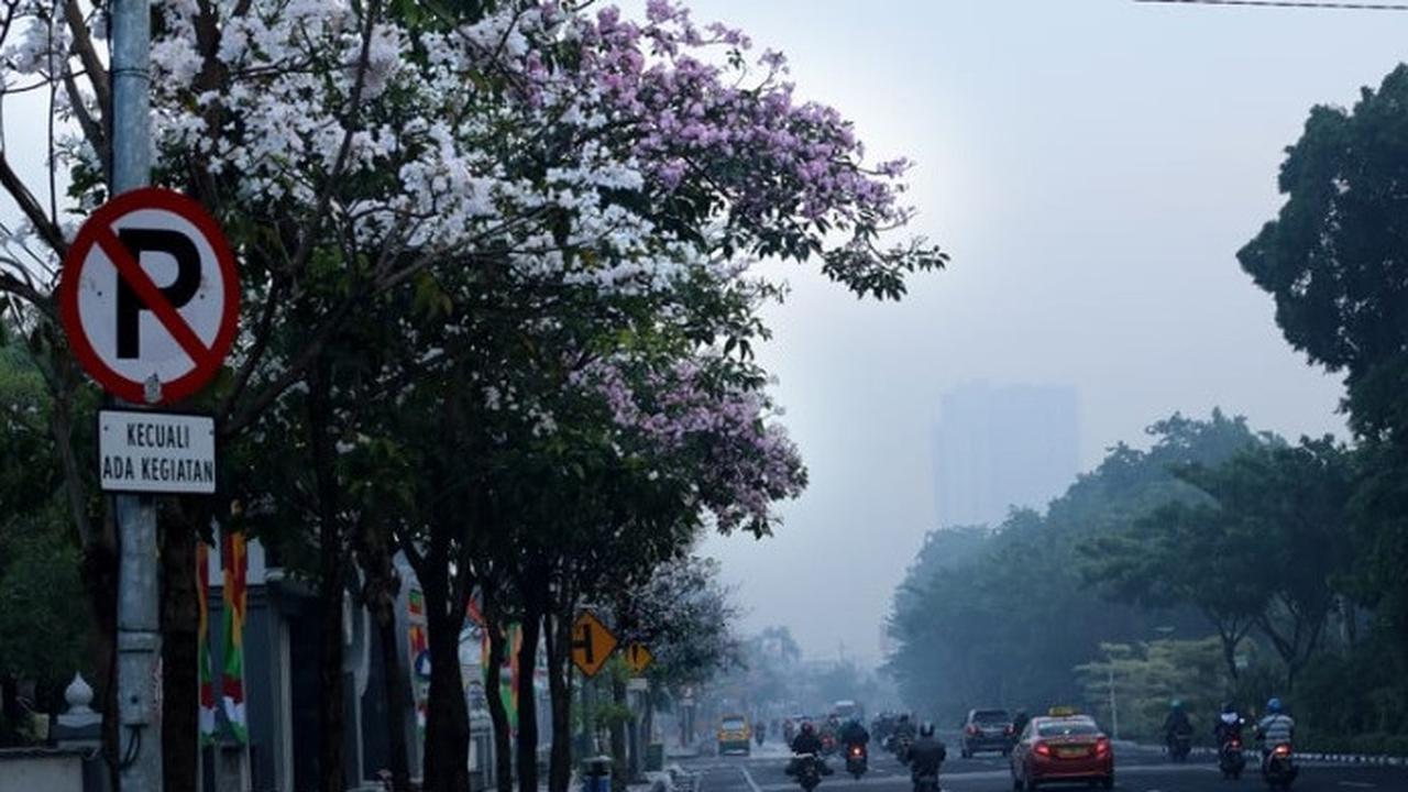 Bunga tabebuya di Surabaya (foto: Twitter/@BanggaSurabaya)