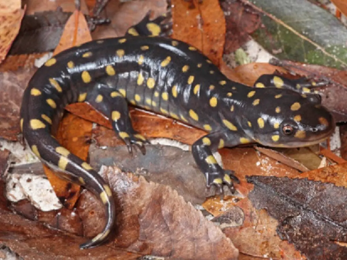 Salamander Harimau