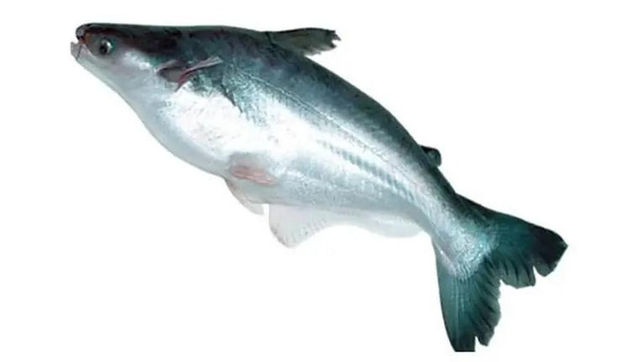 <b>8. Ikan Patin</b><br>
