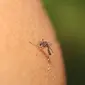 Kenapa Beberapa Orang Lebih Mudah Digigit Nyamuk?