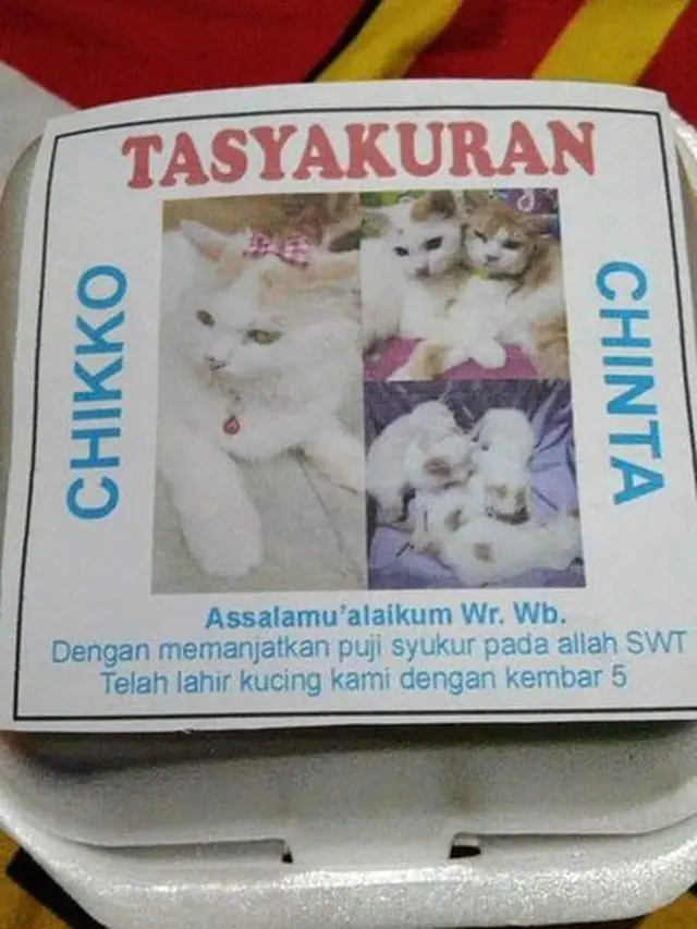 Tasyakuran kucing