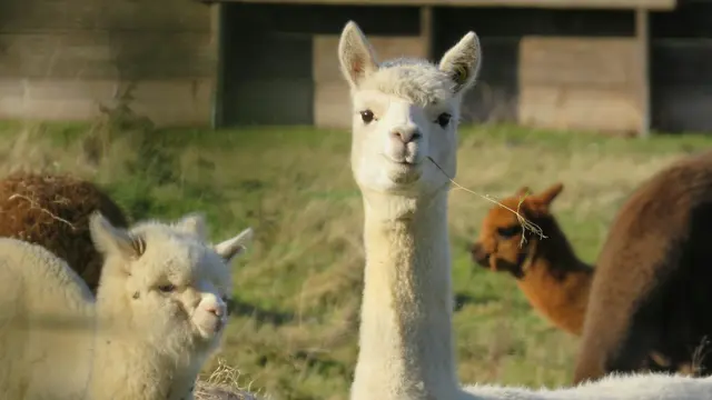 Llama