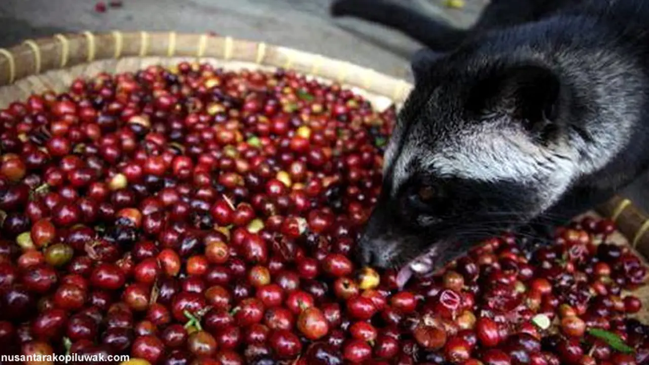 kopi-luwak121120b.jpg