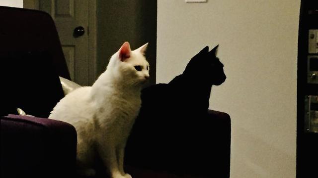 8 Potret Ini Mesti Anda Lihat Dua Kali Baru Bisa Paham