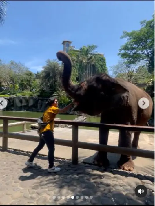 Tak puas hanya diambil oleh belalai sang gajah, Ajil Ditto kembali berusaha memberinya makan langsung ke mulutnya, dan berhasil. (Foto: Instagram/@ajil_ditto08)
