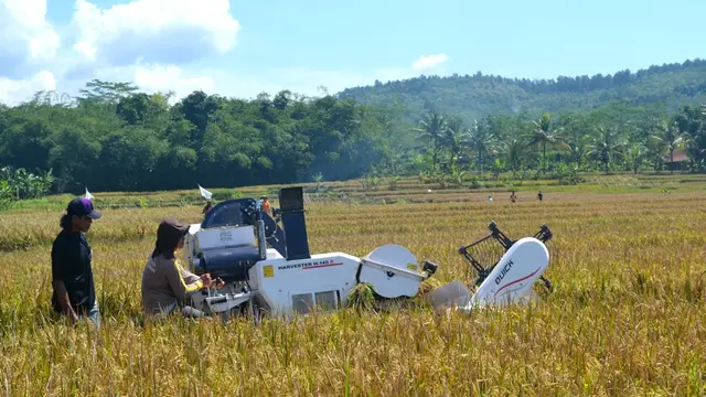 Petani memanen dengan mesin (harvester) bantuan Kementan, mampu mempercepat pemanenan padi dibandingkan cara manual. (Foto: Liputan6.com/Muhamad Ridlo)