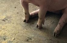 Viral Kelahiran Anak Babi Mirip Sosok Bayi Manusia di  NTT, Ini Fakta di Baliknya