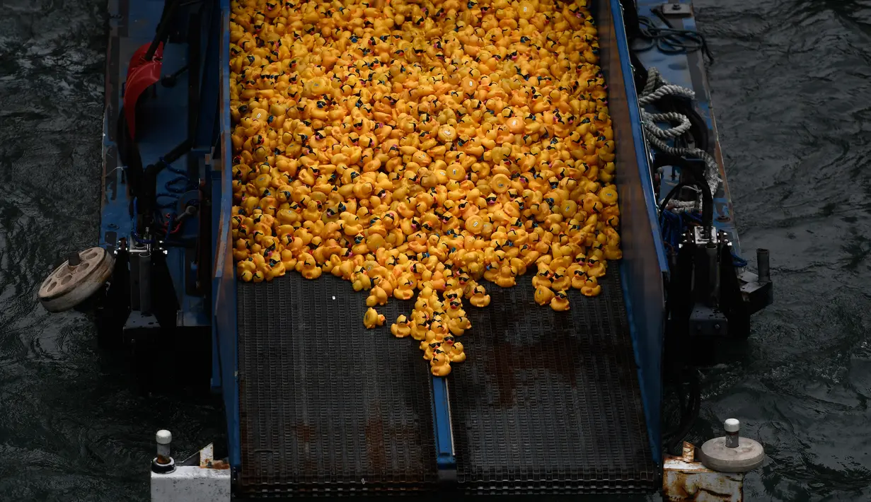 Ribuan bebek karet siap dilemparkan ke sungai Chicago, pusat kota Chicago, Kamis (9/8). Lebih dari 50.000 bebek karet dilombakan di Sungai Chicago sebagai bagian dari acara amal Windy City Rubber Ducky Derby. (AP Photo/Annie Rice)