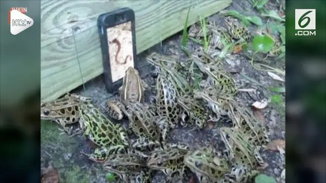 Belasan katak coba memakan sebuah ponsel lantaran memutar video cacing yang merupakan makanan kesukaan sang katak.