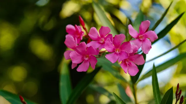 Nerium oleander