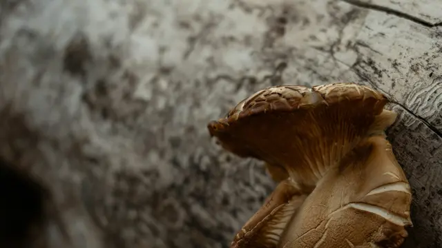 Cara Budidaya Jamur Shiitake untuk Pemula, Simpel tapi Hasil Maksimal