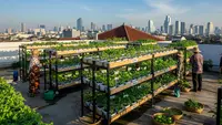 7 Ide Atap Dak untuk Urban Farming Sayur di Rumah Kecil, Panen Segar di Lahan Terbatas