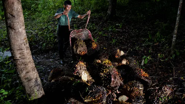 Potret Pekerja Perkebunan Kelapa Sawit di Aceh
