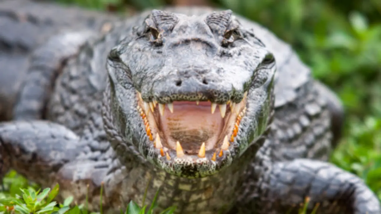 Ilustrasi buaya. (Unsplash)