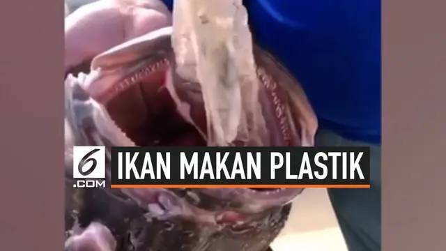 Nelayan di Bahama, Kepulauan Karibia, mendapatkan ikan dengan kondisi yang cukup mengenaskan. Di tenggorokan ikan tersebut terdapat tiga kantong plastik. Ikan berjenis Bass Groper itu ditemukan di Samudra Atlantik.