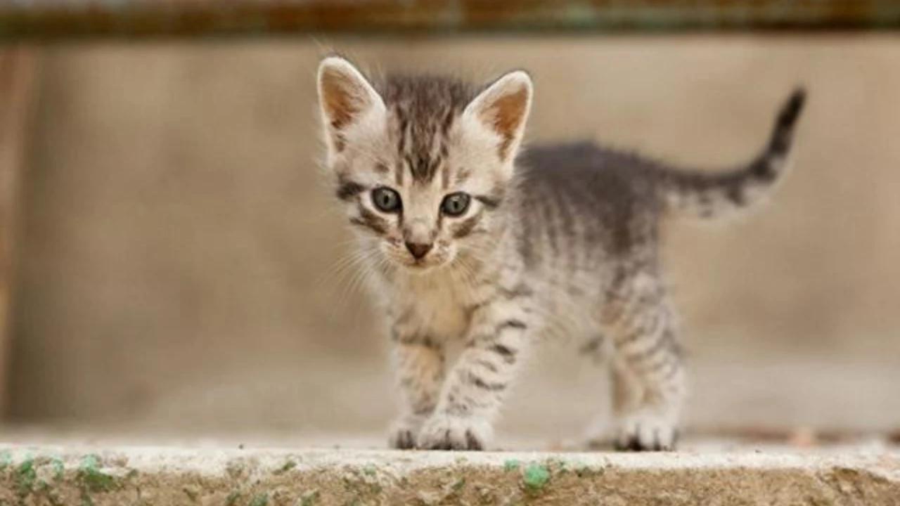 Benarkah Memelihara Kucing Bikin Mandul? ini Penjelasan Pakar Patologi Klinik