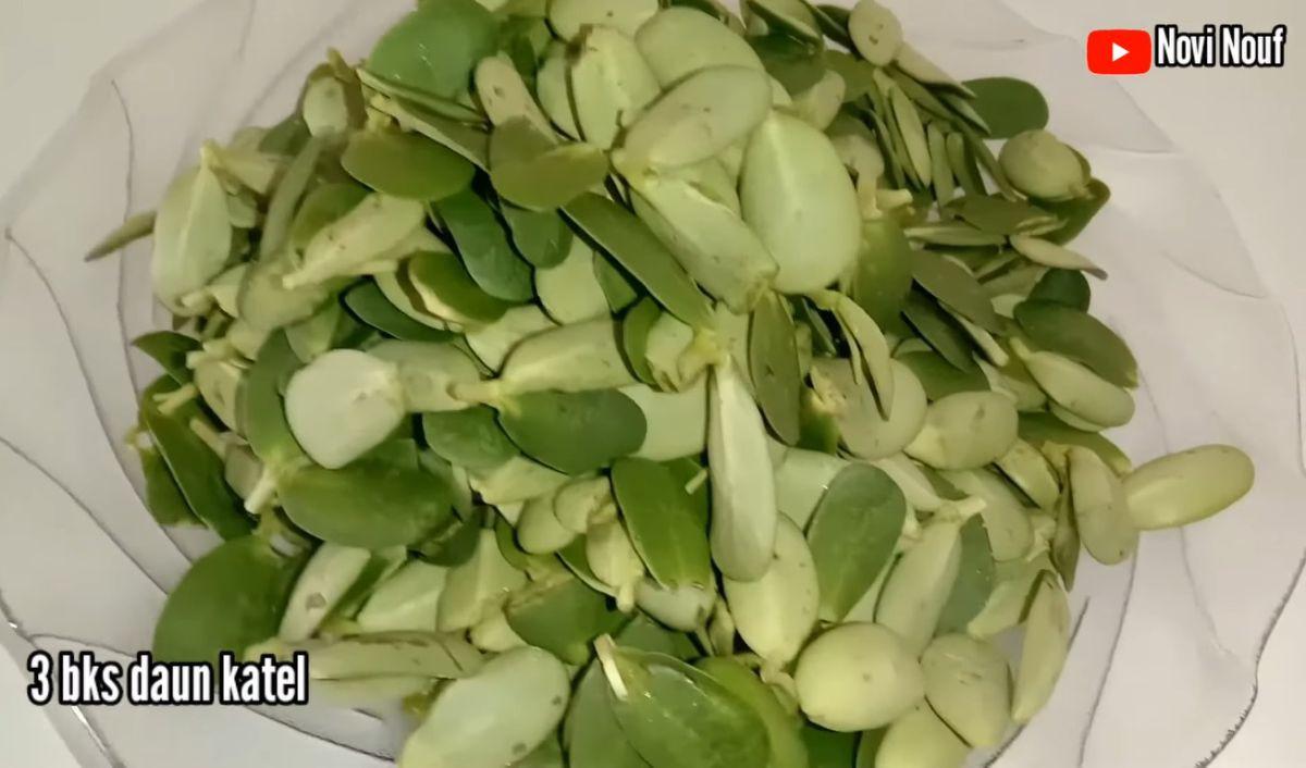 Apa Itu Sayur Daun Katel?