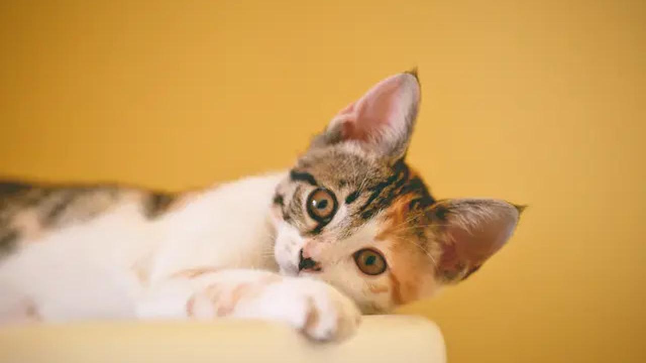 Berapa Lama Kucing Bisa Ditinggalkan Sendirian di dalam Rumah? Ini Kata Ahli
