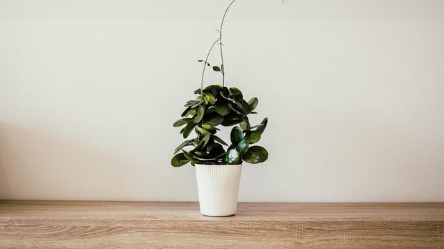 Ilustrasi tanaman layu