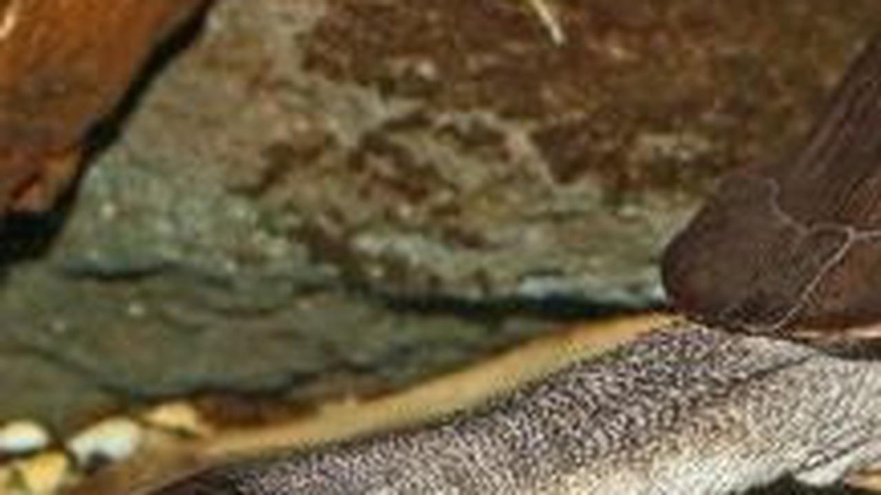 7. Kura-kura Leher Ular Pulau Rote (Chelodina mccordi)