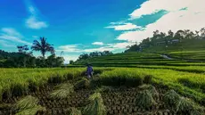 Petani memanen padi jenis Ciherang di Terasering Cisalada, Bogor, Jawa Barat, Minggu (12/4/2006). Harga gabah kering di tingkat petani saat ini naik, dari harga sebelumnya Rp 6800/kg menjadi Rp 8000/kg. (merdeka.com/Arie Basuki)