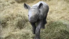 Badak hitam timur yang terancam punah berjalan dalam kandangnya di kebun binatang di Dvur Kralove, Republik Ceko, Rabu (16/3/2022). Anak badak jantan itu lahir pada 4 Maret 2022 dan diberi nama Kyiv. (AP Photo/Petr David Josek)