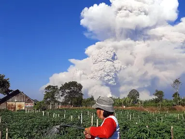 Seorang petani menyemprotkan cairan pestisida pada tanaman saat unung Sinabung memuntahkan abu ke langit, seperti terlihat dari Karo, Sumatera Utara, Selasa (2/3/2021).  Gunung Sinabung, Sumatera Utara, memuntahkan awan panas pada pukul 07.11 WIB, Selasa (2/1/2021). (AFP/Bahari Tarigan)