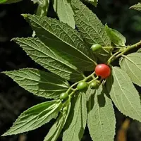 Daun Kersen (credit: Info Pertanian/alatpertanian.asia)