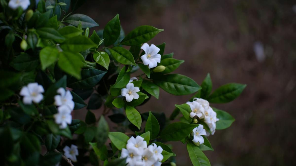 11 Pohon Wangi Alami untuk Halaman Rumah Tanpa Perlu Pengharum Buatan, Ciptakan Suasana Asri