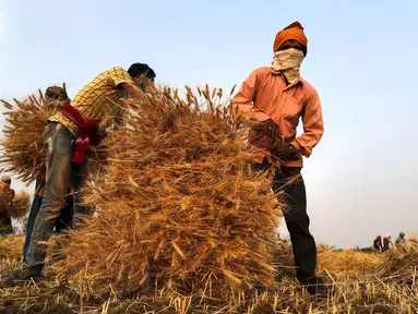 Petani India memanen tanaman gandum di desa Ganeshpur, di distrik Sonbhadra, negara bagian Uttar Pradesh, India, Minggu (11/4/2021). India kemungkinan akan memanen rekor 109,24 juta ton gandum tahun ini, kata kementerian pertanian. (AP Photo/Rajesh Kumar Singh)