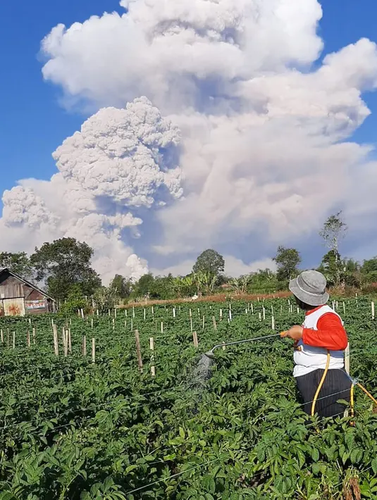Seorang petani menyemprotkan cairan pestisida pada tanaman saat unung Sinabung memuntahkan abu ke langit, seperti terlihat dari Karo, Sumatera Utara, Selasa (2/3/2021) . Saat ini, Gunung Sinabung, berada pada Level III atau Siaga. (AFP/Bahari Tarigan)