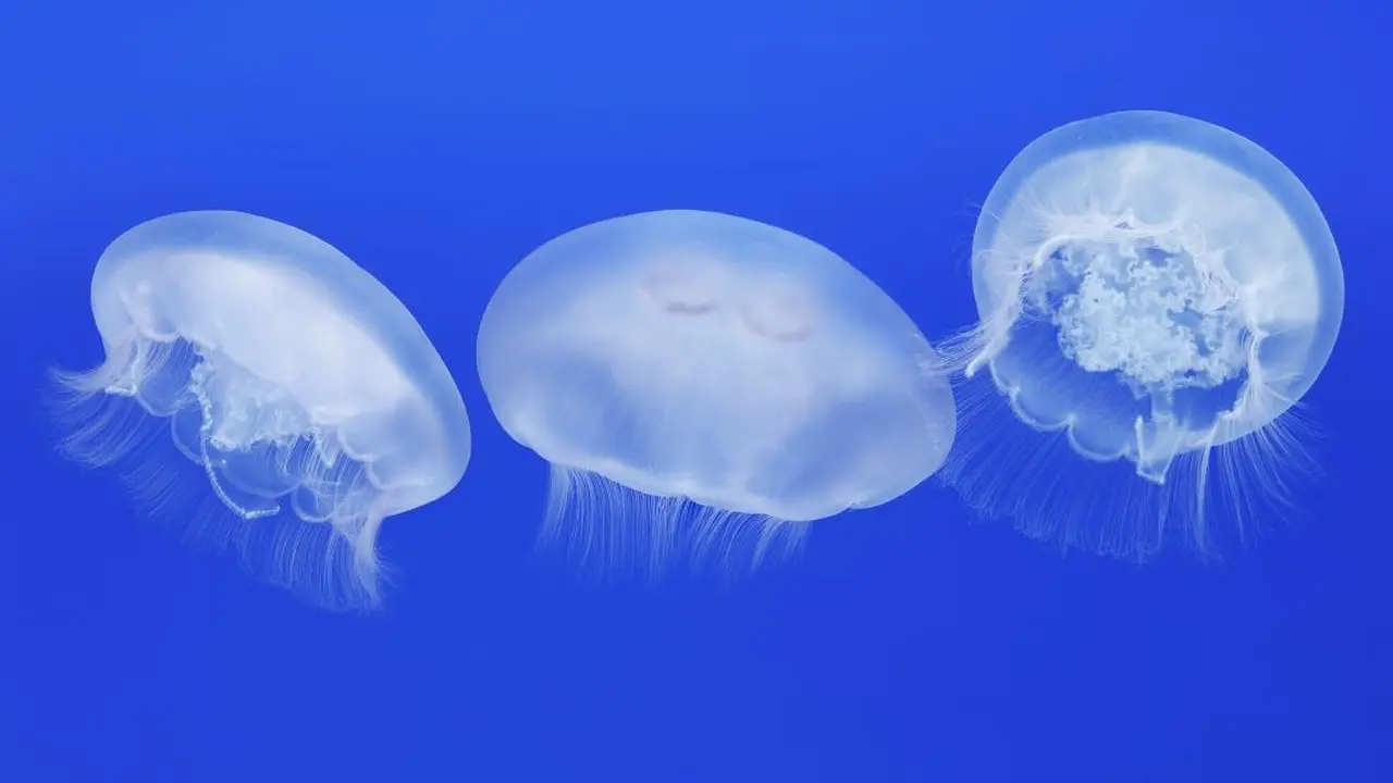 Ubur-ubur bulan (Foto: montereybayaquarium.org).