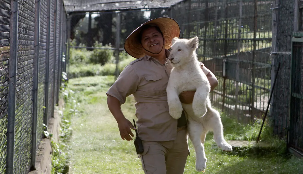 Dokter hewan Rodrigo Gutierrez Zecua membawa Anak singa putih berusia empat bulan di Kebun Binatang Altiplano di Tlaxcala, Meksiko, Selasa (7/8). (AP Photo/Rebecca Blackwell)
