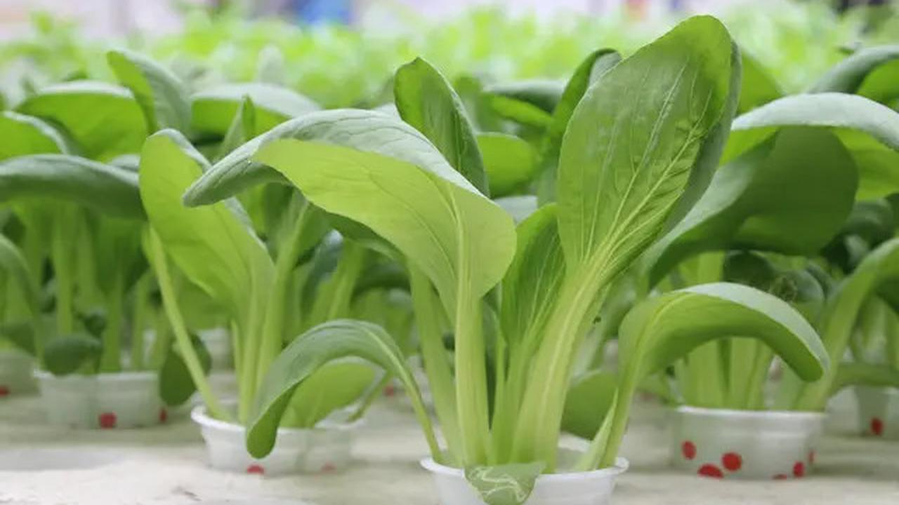 15 Sayur-Sayuran yang Bisa Ditanam pada Pot Hidroponik di Rumah