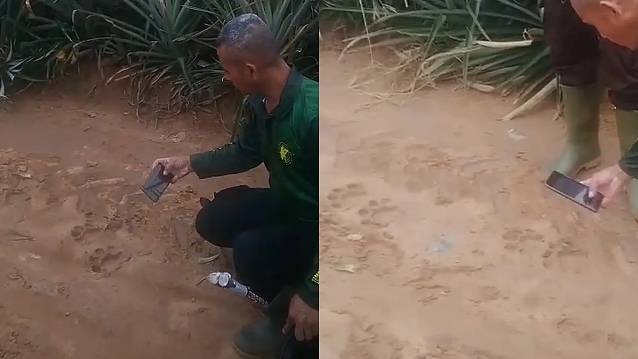 Jejak harimau di kebun nanas
