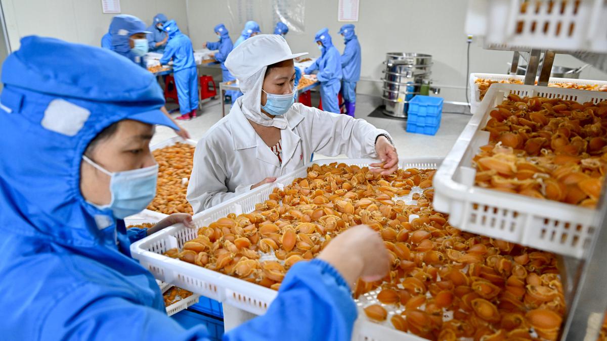 FOTO: Menengok Budi Daya Kerang Abalon di China