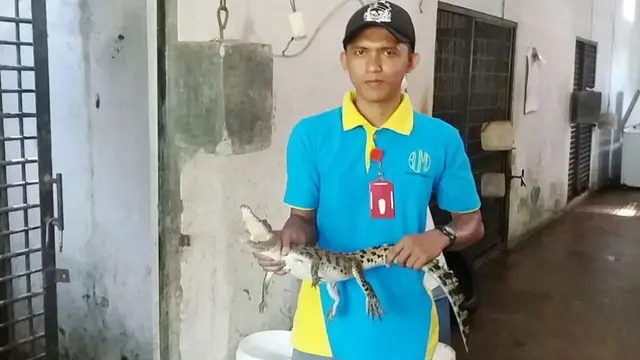 Anakan buaya yang tertangkap oleh pemancing di Sungai Serayu, Banjarnegara. (Foto: Liputan6.com/Muhamad Ridlo)