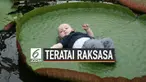 Victoria Amazonica merupakan spesies tumbuhan teratai terbesar di dunia. Daunnya bisa menampung beban hingga 45-50 kilogram.
