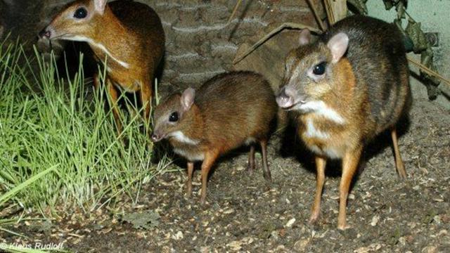 Rusa Tikus Kembali Ditemukan