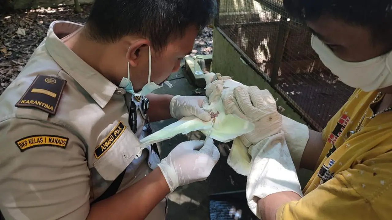 Sesuai dengan tugasnya Karantina Pertanian Manado memastikan bahwa selama proses rehabilitasi dan habituasi satwa dalam kondisi baik dan sehat