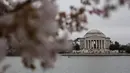 Warga saat berada di The Jefferson Memorial saat musim semi bunga sakura di Washington DC, AS (26/3). Selain Jepang, Washington memiliki kebun bunga sakura yang bersemi akhir Maret hingga Juni. (AFP Photo / Zach Gibson)