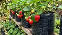Cara Mempercepat Pohon Buah Mini Berbuah Lebat, Mudah dan Hasil Maksimal