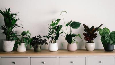 Tanaman Indoor yang Cocok untuk Ruangan Minim Cahaya, Ini 6 Pilihan Terbaik