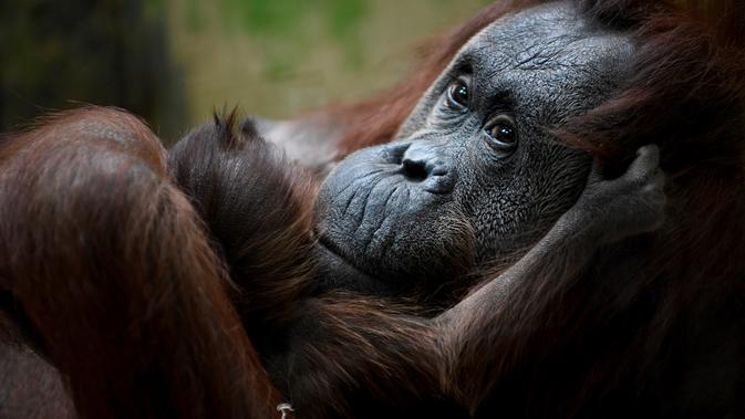 Salah satu induk orangutan Kalimantan, Theodora, menggendong bayinya yang baru lahir di kebun binatang Jardin des Plantes, Paris, Rabu (24/10). Theodora 8 hari lalu baru melahirkan seekor bayi betina yang diberi nama Java. (Eric FEFERBERG/AFP)