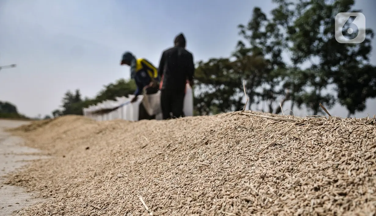 Petani saat menjemur padi usai dipanen di persawahan kawasan Rorotan, Jakarta, Rabu (29/7/2020). Direktur Utama Perum Bulog Budi Waseso mengatakan cadangan beras pemerintah (CBP) mencapai 1,4 juta ton beras. (merdeka.com/Iqbal S. Nugroho)